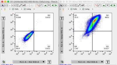 Flow Cytometry: Flavivirus group antigen Antibody (D1-4G2-4-15 (4G2)) [Alexa Fluor® 594] [NBP2-52666AF594] - Left panel: uninfected VeroB4 cells stained with 4G2 antibody at 1:400. Right panel: VeroB4 cells infected with Yellow-Fever 17D-Venus virus, stained with 4G2 antibody at 1:400. The signal from the 4G2 antibody correlates well with the Venus signal from the virus. Image from verified customer review.